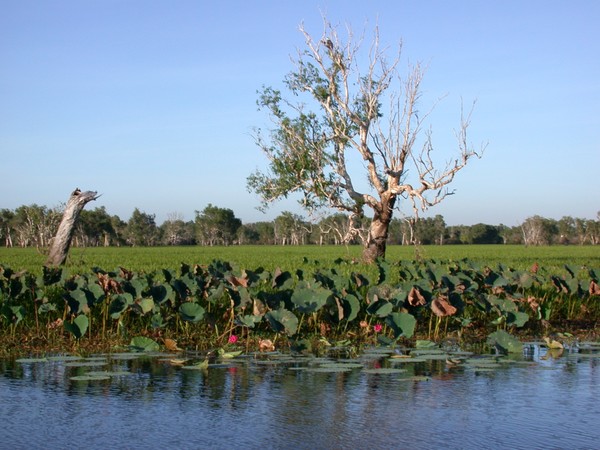 Yellow Waters Billabong